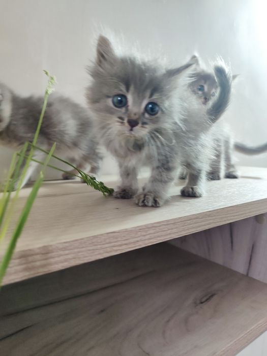 Отдам в хорошие руки