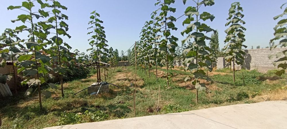 Ховли сотаман, Тойтепани ёнида,Тошкент в. арзон,келишамиз