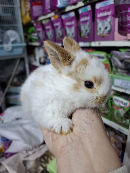 Карликовые кролики