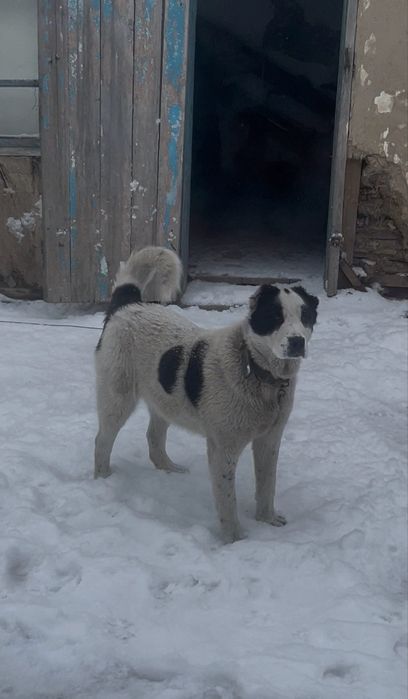 Алабай ұрғашы сатылады