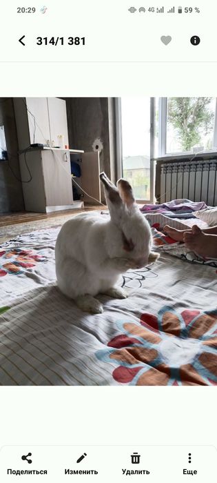 Декоративный кролик домашний