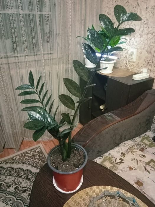 Чёрный Замиокулькас