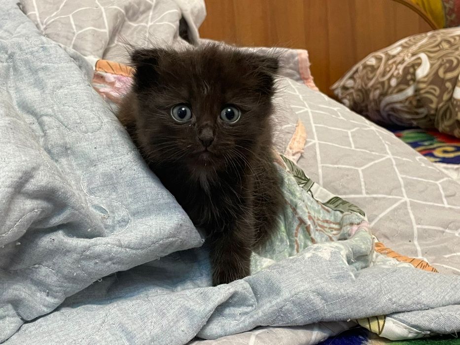 Чёрные шотландские котята