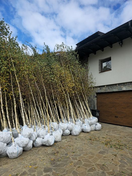 Platan englezesc mesteacăn tei