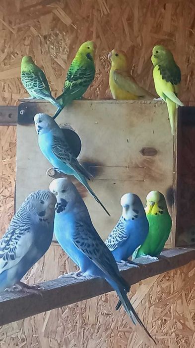 Волнистые попугаи