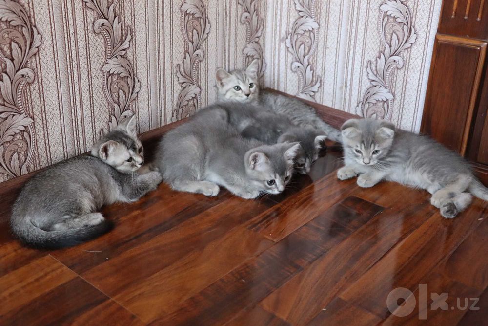 Серебристая шиншилла: котяты 2,5 месяца, готовы к переезду