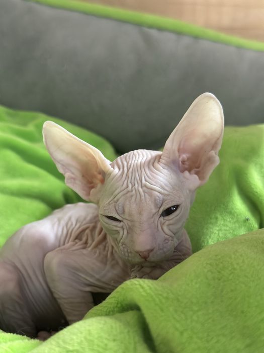 Сфинкс котенок 2 месяца