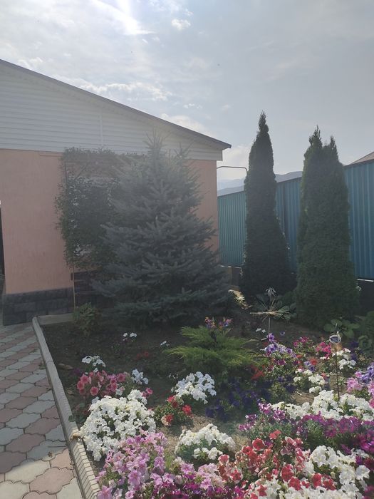 Продам ели сизая