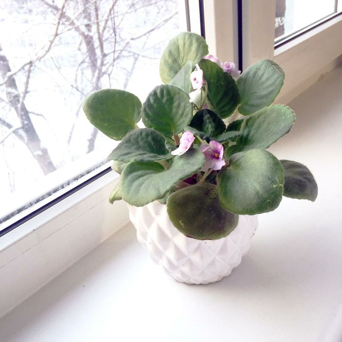 Цветы в горшочке