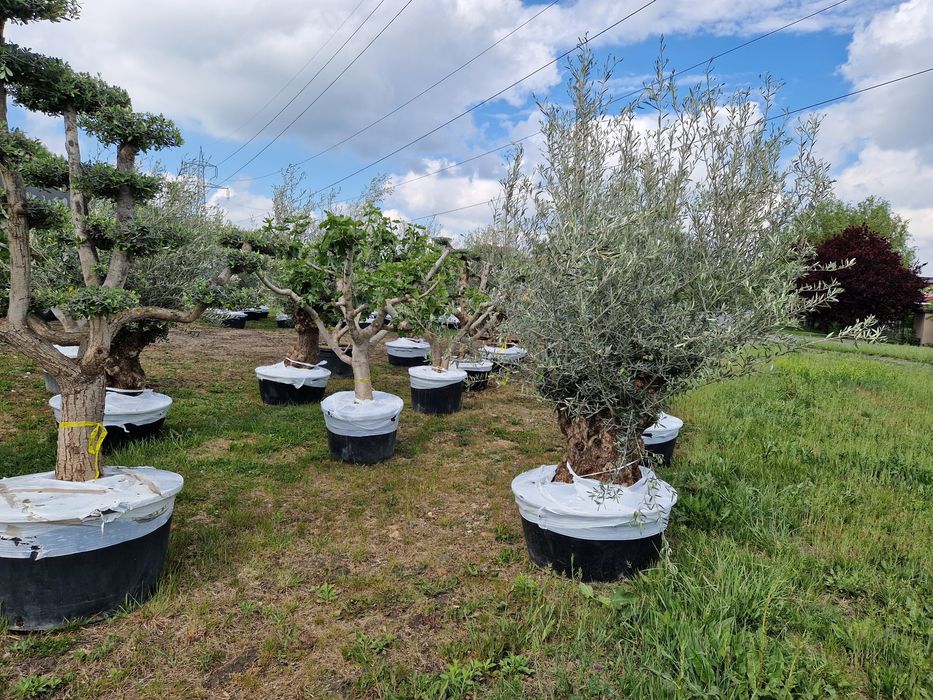 Maslini seculari în stoc