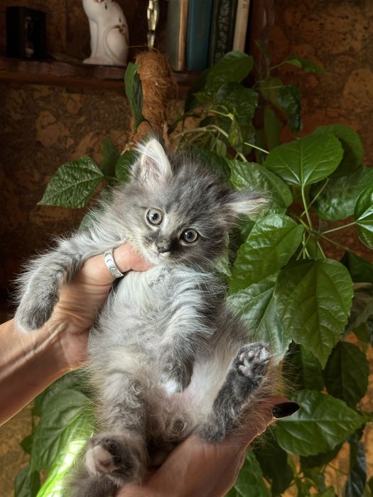 Котенок, в добрые руки