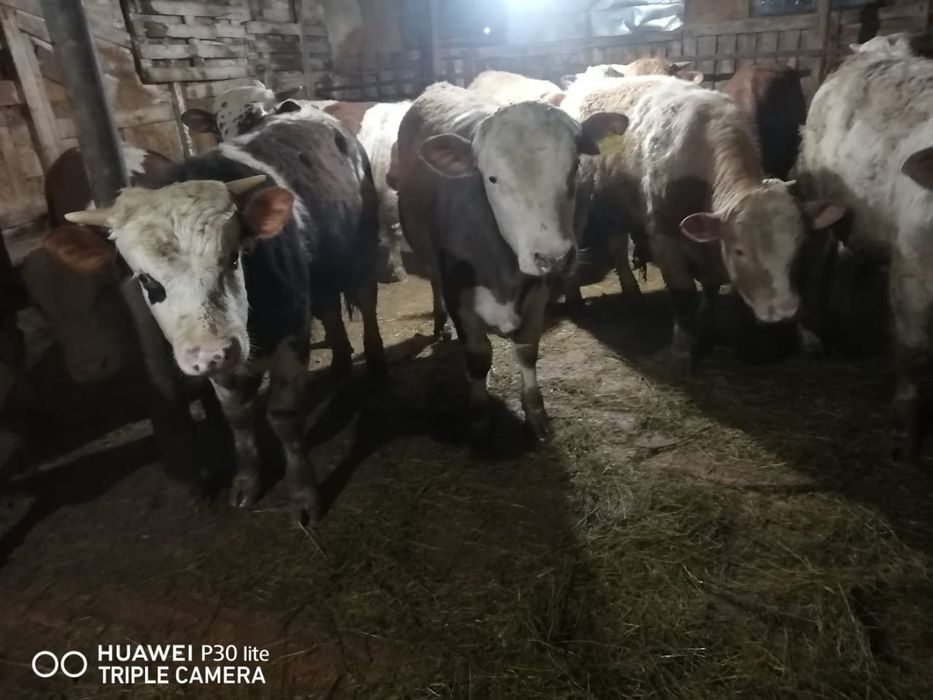 Откорм бұқалар сатылады