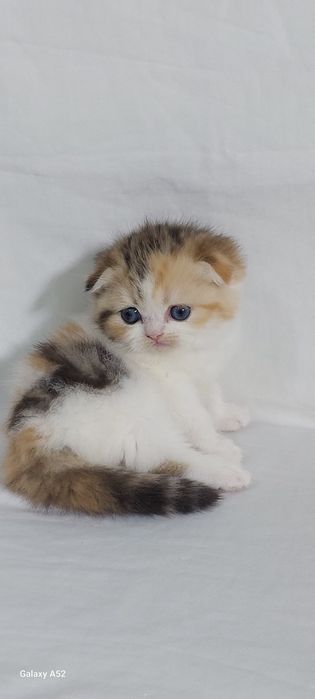 Продаётся  мальчик  очень  крупный  биколор