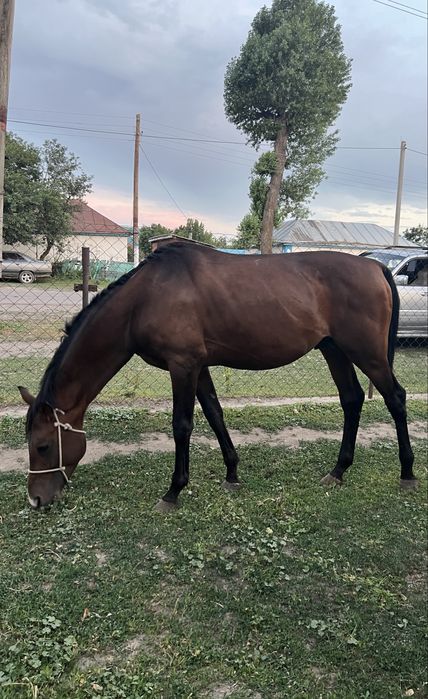 Тазақанды айғыр сатылады