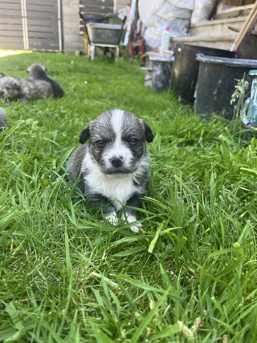 Cațelusi pt adopție