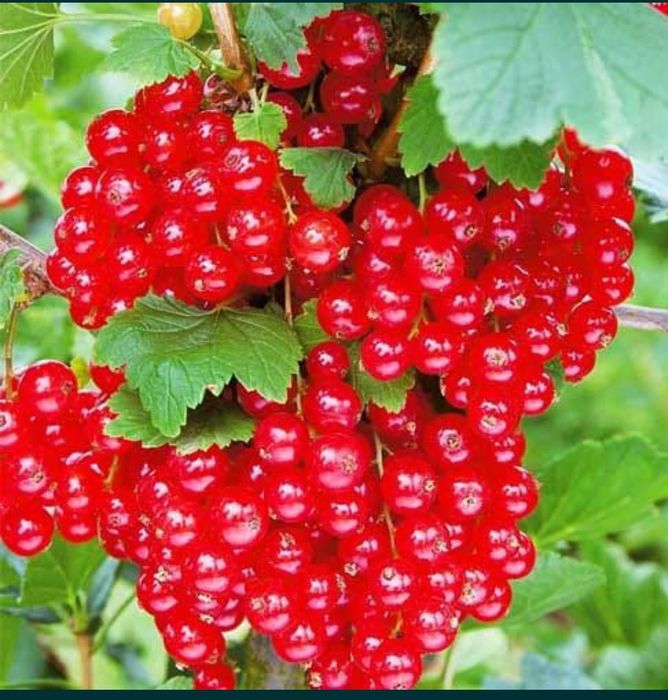 Продам домашнию красную смородину