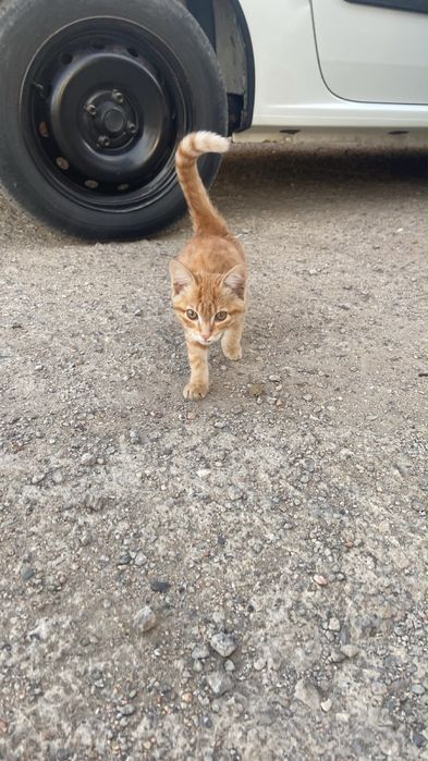 рыжий котенок.