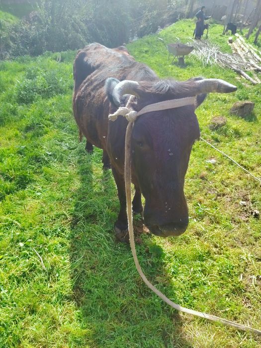 Ikkta ONa bola SIGIR SOTILADI bitasiki buqa ikkichisniki hunojin