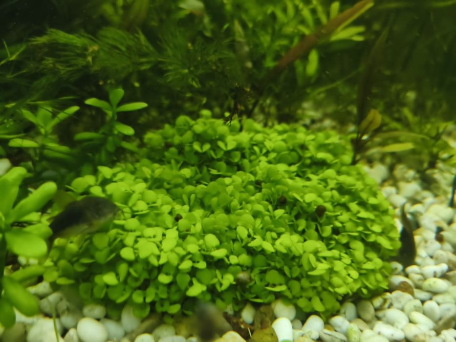 Аквариумное растение Монте Карло