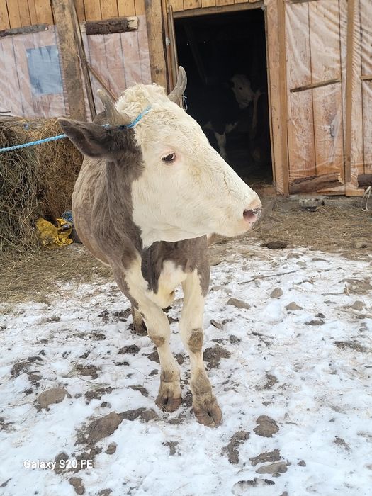 Vând vaca frumosa thnara 5 ani gestanta hn 4.5 luni.
