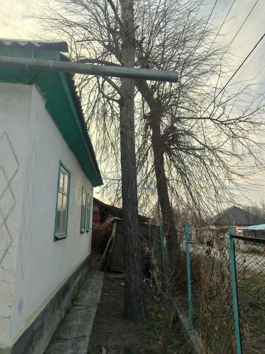 Продам ель болшую