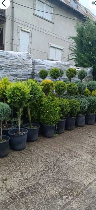 plante si seminte