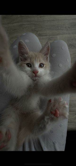 Маленький котенок с лотком