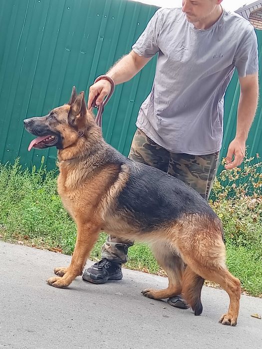 Дрессировка  собак