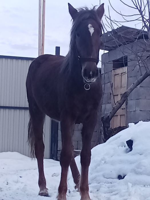 Кабыла 1 год 10 месяцев