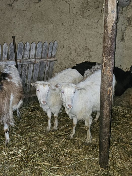 Capre tinere gestante