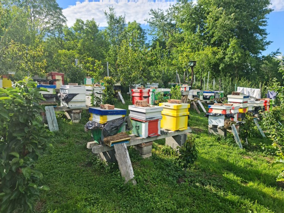 Vand familii de albine cluj napoca