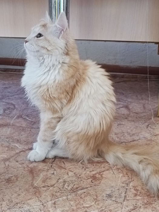 Отдам котёнка мальчик