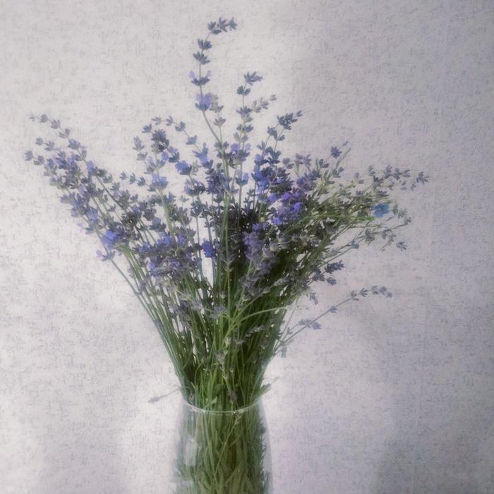 Лаванда садовый многолетник