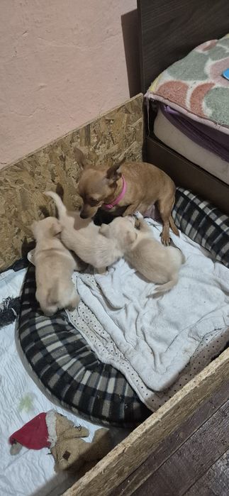 Чихопинчер с ваксина