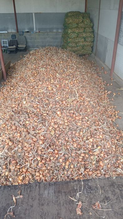 Ceapa galbena plata