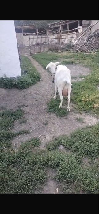 сүтті ешкі сатылады