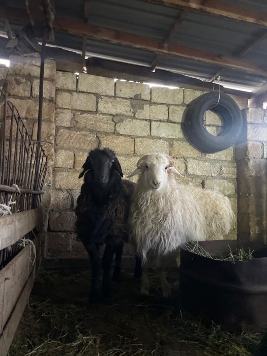 Қой сатылады 100 мыннан