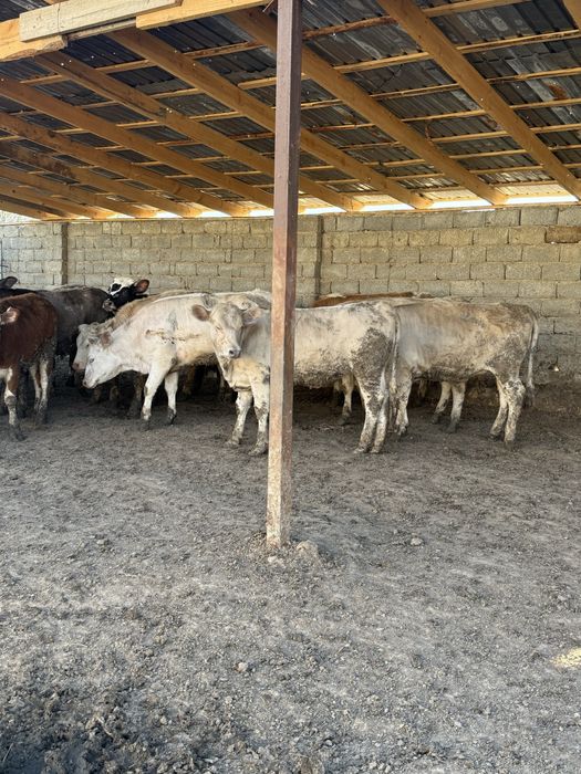 Еркек бұқалар 28 бас