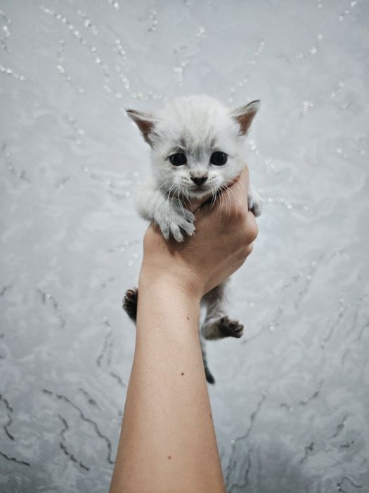Продаются котята 1 мес)
