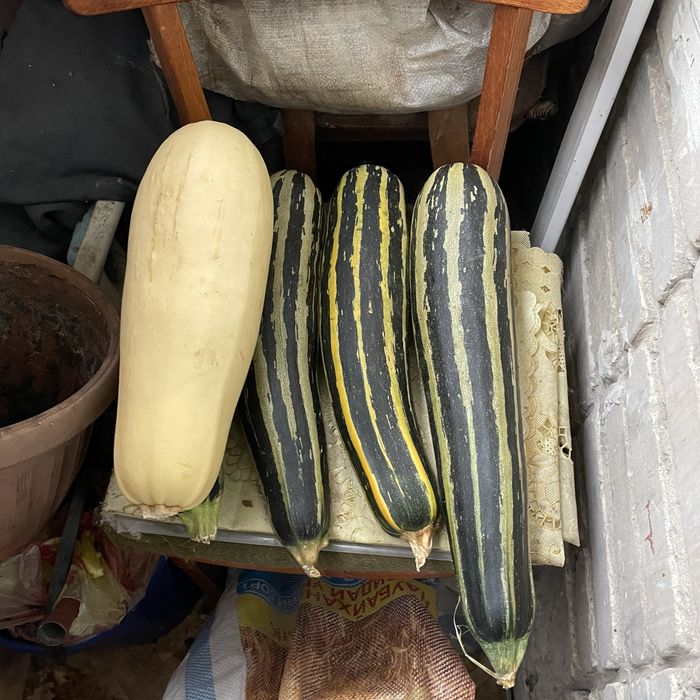 Продам кабачки дачные,