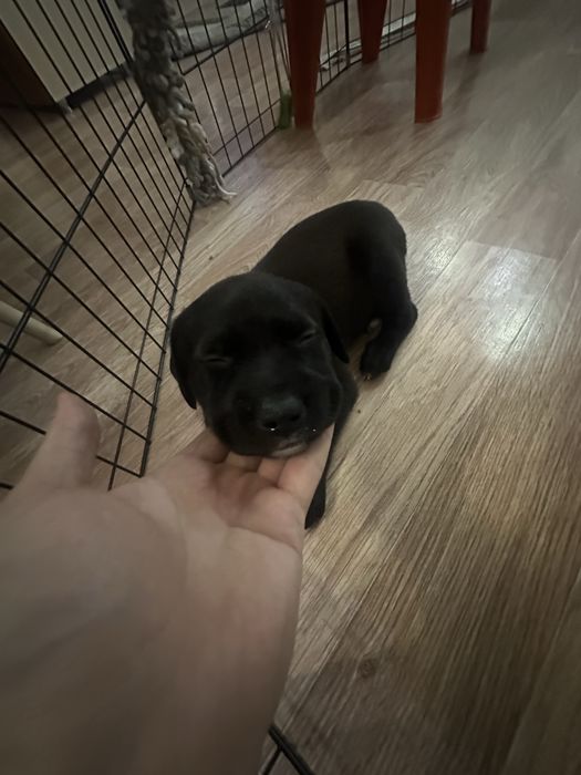 В продажу шенки пит-буля