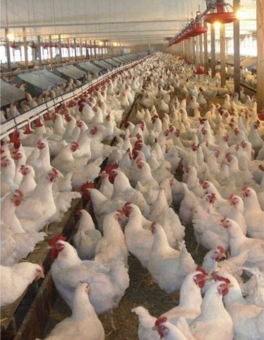 Găini albe de carne