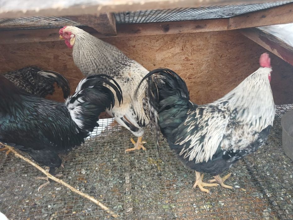 Продаются хорошие петухи