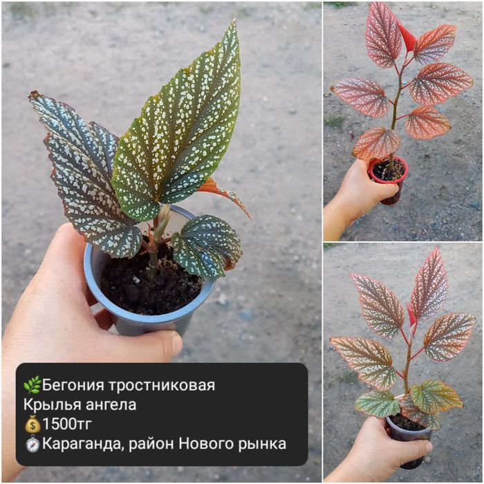 Комнатные цветы  для уюта в доме