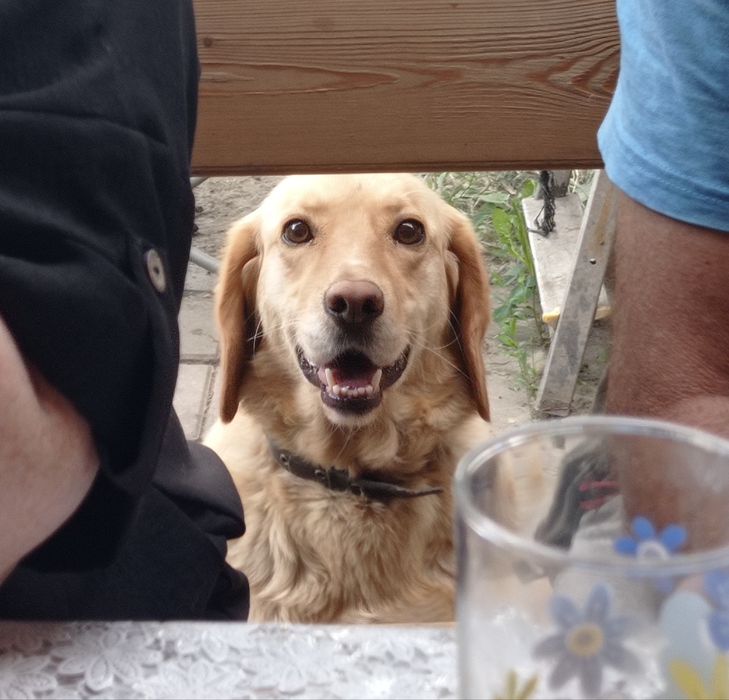 Пропала собака. Лабрадор