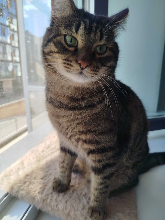 Кот 1 год в добрые руки (кастрирован)