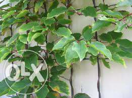 КИВИ Джени (Actinidia deliciosa 'Jenny') Промоция