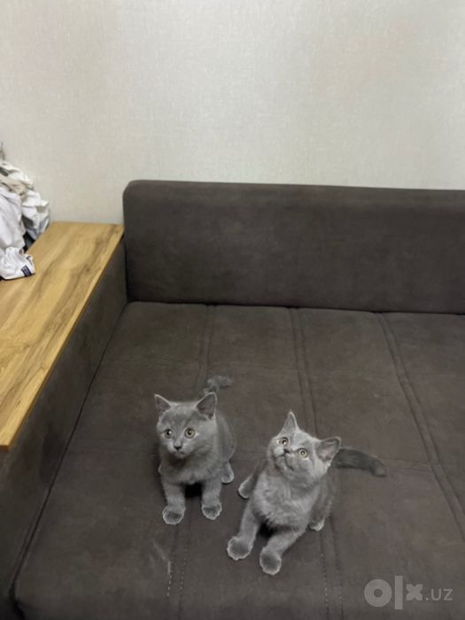 Котята мальчики 3 месяца скоти страйк