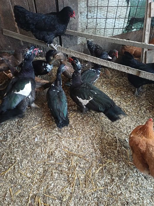 De vanzare rațe leșești