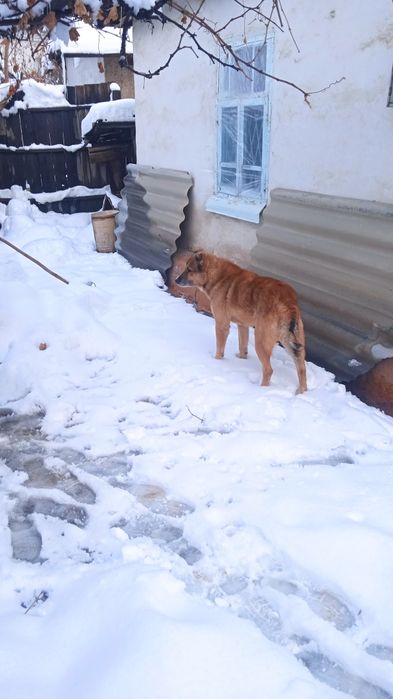 Продаётся собака Алабай ..